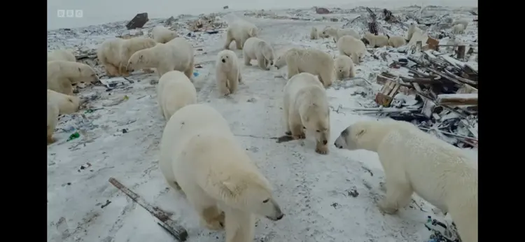 Polar bear (Ursus maritimus) as shown in Frozen Planet II - Our Frozen Planet